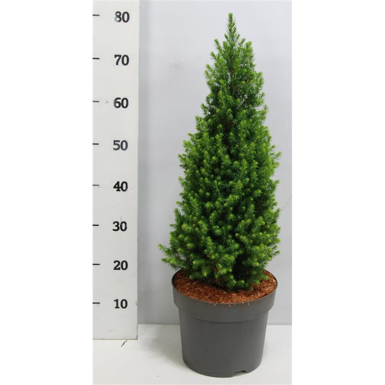 Vitgran – Picea glauca 'Perfecta' (Conica); - C7.5 60-70 CM